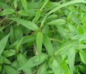 Top 7 những trái cây nên ăn khi bị mụn