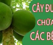 Top 7 những trái cây nên ăn khi bị mụn