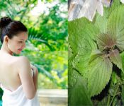 Cách làm trắng da bằng lá tía tô không phải ai cũng biết