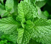 Top 7 những trái cây nên ăn khi bị mụn