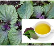 Top 7 những trái cây nên ăn khi bị mụn