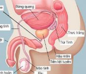 Top 7 những trái cây nên ăn khi bị mụn