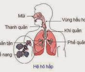 Top 7 những trái cây nên ăn khi bị mụn