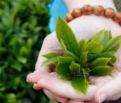 Top 7 những trái cây nên ăn khi bị mụn