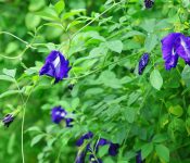 Top 7 những trái cây nên ăn khi bị mụn